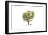 Euphorbia dendroides, Flora Graeca-Ferdinand Bauer-Framed Giclee Print