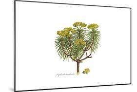 Euphorbia dendroides, Flora Graeca-Ferdinand Bauer-Mounted Giclee Print
