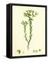 Euphorbia Exigua Dwarf Spurge-null-Framed Stretched Canvas