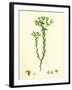 Euphorbia Exigua Dwarf Spurge-null-Framed Giclee Print