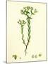 Euphorbia Exigua Dwarf Spurge-null-Mounted Giclee Print