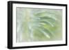 Euphorbia I-Kathy Mahan-Framed Photographic Print