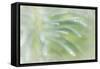 Euphorbia I-Kathy Mahan-Framed Stretched Canvas