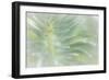 Euphorbia II-Kathy Mahan-Framed Photographic Print