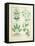 Euphorbia Lathyris-Robinet Testard-Framed Stretched Canvas