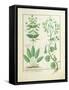 Euphorbia Lathyris-Robinet Testard-Framed Stretched Canvas