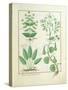 Euphorbia Lathyris-Robinet Testard-Stretched Canvas