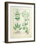 Euphorbia Lathyris-Robinet Testard-Framed Giclee Print