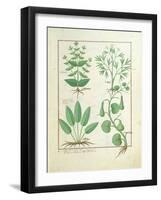 Euphorbia Lathyris-Robinet Testard-Framed Giclee Print