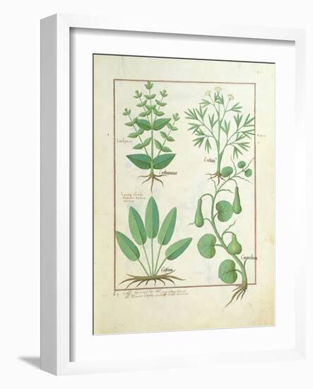 Euphorbia Lathyris-Robinet Testard-Framed Giclee Print
