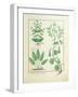 Euphorbia Lathyris-Robinet Testard-Framed Giclee Print