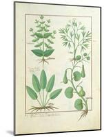 Euphorbia Lathyris-Robinet Testard-Mounted Giclee Print