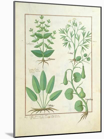 Euphorbia Lathyris-Robinet Testard-Mounted Giclee Print