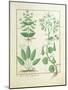 Euphorbia Lathyris-Robinet Testard-Mounted Giclee Print