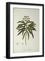 Euphorbia Mellifera, from `Le Jardin de la Malmaison', 1802-Pierre-Joseph Redouté-Framed Giclee Print