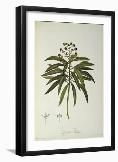 Euphorbia Mellifera, from `Le Jardin de la Malmaison', 1802-Pierre-Joseph Redouté-Framed Giclee Print