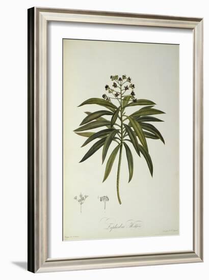 Euphorbia Mellifera, from `Le Jardin de la Malmaison', 1802-Pierre-Joseph Redouté-Framed Giclee Print