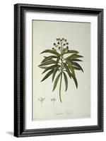 Euphorbia Mellifera, from `Le Jardin de la Malmaison', 1802-Pierre-Joseph Redouté-Framed Giclee Print