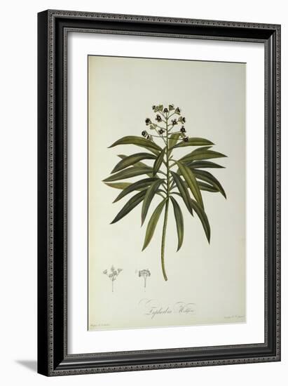 Euphorbia Mellifera, from `Le Jardin de la Malmaison', 1802-Pierre-Joseph Redouté-Framed Giclee Print