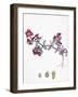 Euphorbia Peplis Purple Spurge-null-Framed Giclee Print
