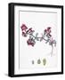 Euphorbia Peplis Purple Spurge-null-Framed Giclee Print