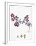 Euphorbia Peplis Purple Spurge-null-Framed Giclee Print