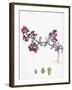 Euphorbia Peplis Purple Spurge-null-Framed Giclee Print