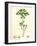 Euphorbia Peplus Petty Spurge-null-Framed Giclee Print