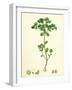 Euphorbia Peplus Petty Spurge-null-Framed Giclee Print