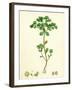 Euphorbia Peplus Petty Spurge-null-Framed Giclee Print