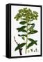 Euphorbia Pilosa Downy Spurge-null-Framed Stretched Canvas