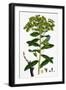 Euphorbia Pilosa Downy Spurge-null-Framed Giclee Print