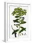 Euphorbia Pilosa Downy Spurge-null-Framed Giclee Print