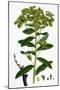 Euphorbia Pilosa Downy Spurge-null-Mounted Giclee Print