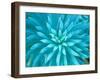 Euphorbia, Roche Harbor, Washington, USA-Rob Tilley-Framed Photographic Print