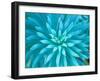 Euphorbia, Roche Harbor, Washington, USA-Rob Tilley-Framed Photographic Print