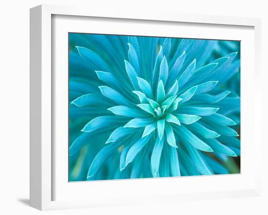 Euphorbia, Roche Harbor, Washington, USA-Rob Tilley-Framed Photographic Print