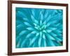 Euphorbia, Roche Harbor, Washington, USA-Rob Tilley-Framed Photographic Print