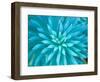 Euphorbia, Roche Harbor, Washington, USA-Rob Tilley-Framed Photographic Print