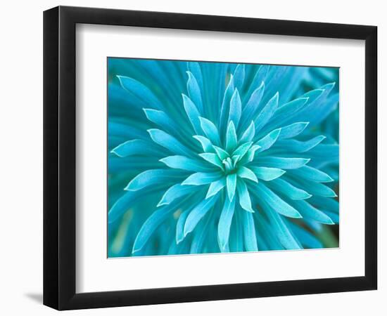 Euphorbia, Roche Harbor, Washington, USA-Rob Tilley-Framed Photographic Print