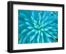 Euphorbia, Roche Harbor, Washington, USA-Rob Tilley-Framed Photographic Print