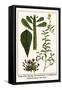 Euphorbia, Spurge, Dorotheniatus, Caesalpiniceae, Helianthemum, Sun Rose-Albertus Seba-Framed Stretched Canvas