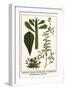 Euphorbia, Spurge, Dorotheniatus, Caesalpiniceae, Helianthemum, Sun Rose-Albertus Seba-Framed Art Print