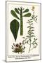 Euphorbia, Spurge, Dorotheniatus, Caesalpiniceae, Helianthemum, Sun Rose-Albertus Seba-Mounted Art Print