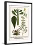 Euphorbia, Spurge, Dorotheniatus, Caesalpiniceae, Helianthemum, Sun Rose-Albertus Seba-Framed Art Print