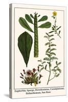 Euphorbia, Spurge, Dorotheniatus, Caesalpiniceae, Helianthemum, Sun Rose-Albertus Seba-Stretched Canvas