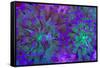 Euphyllia Glabrescens-harmonia101-Framed Stretched Canvas