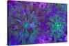 Euphyllia Glabrescens-harmonia101-Stretched Canvas