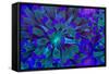 Euphyllia Glabrescens-harmonia101-Framed Stretched Canvas