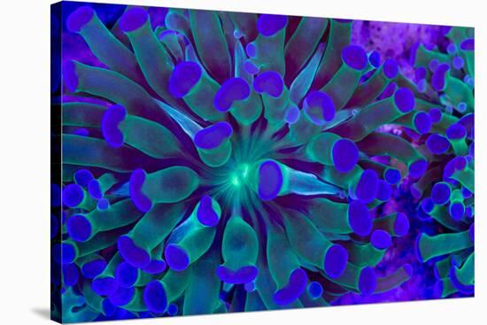 Euphyllia Glabrescens-harmonia101-Stretched Canvas